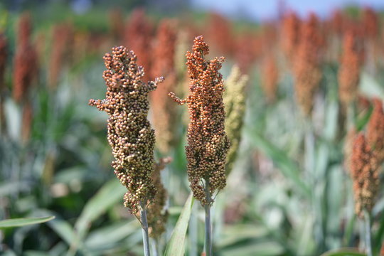 Tida Barnyard Millet/Sanwa/Sama/ Grains/ Unpolished